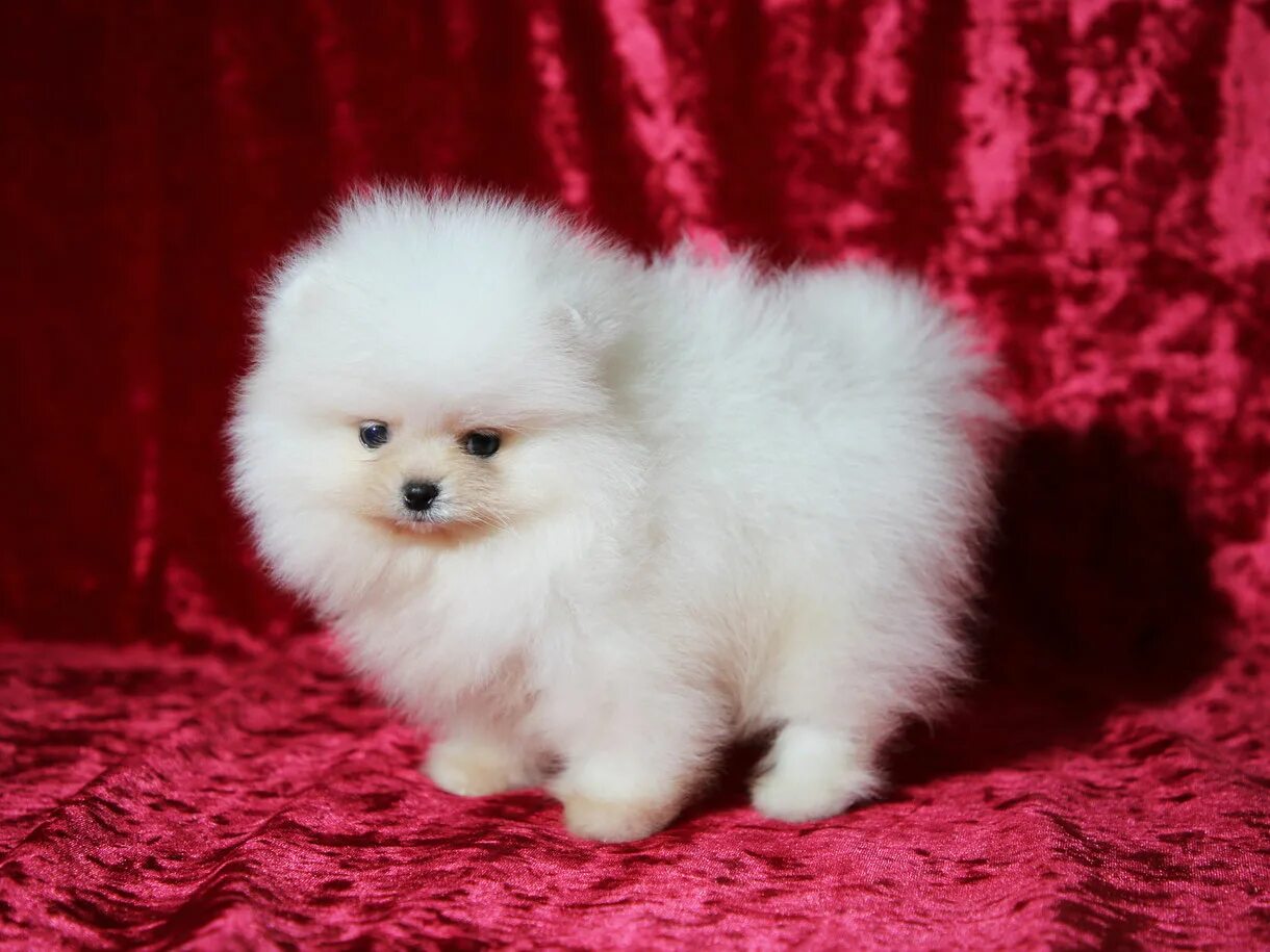 Белый королевский пудель. Карликовый пудель. Померанский пудель. Померанский пудель. Пудель и шпиц.