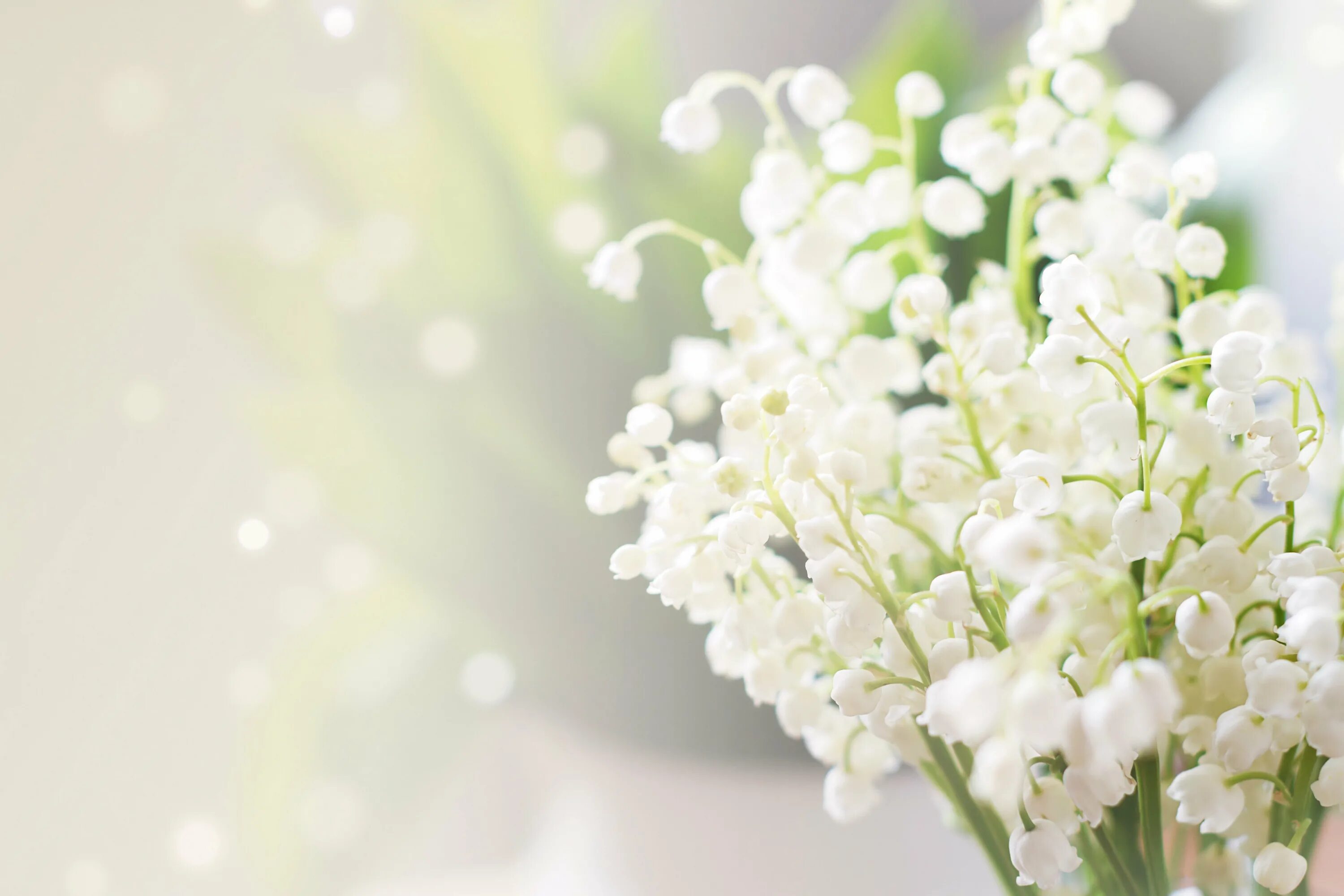 Нежные весенние цветы. Белые цветы. Весенний фон. Весенний фон на рабочий стол. Весенний букет фон