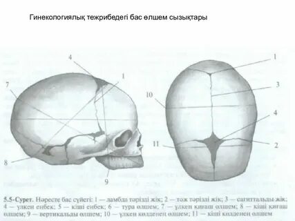 Порно атақты Дана Борисова порно видео
