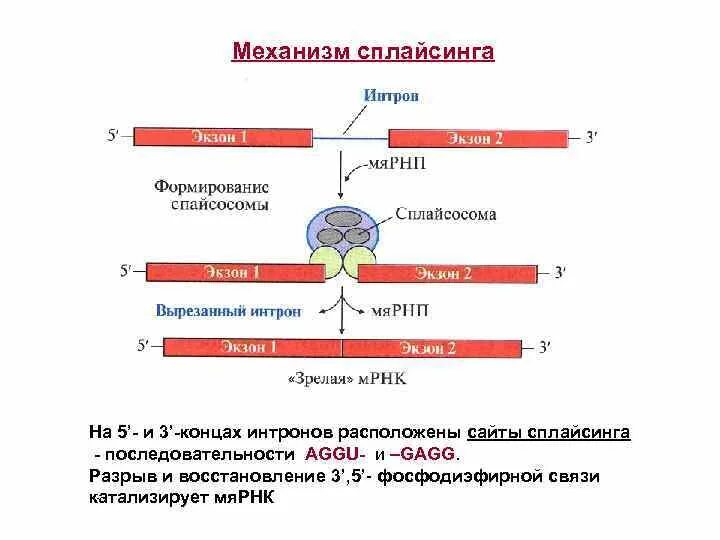 Сплайсинг интронов. Механизм белкового сплайсинга завершается реакцией. Сплайсинг механизм. Сплайсинг РНК механизм.