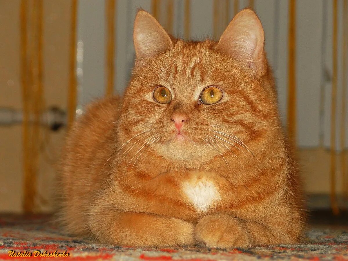 Рыжик кот. Рыжий кот Рыжик. Кот Рыжик фото. Русский Рыжик кот порода. Котик рыжик