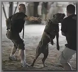 Собака нападёт на человека. Собаки против людей. Собаки против людей. Собаки против людей. Собаки против людей.