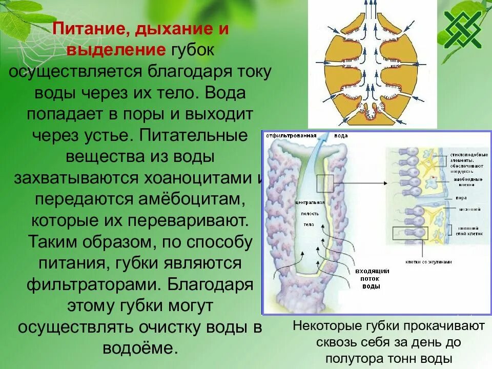 В каких клетках осуществляется дыхание. Тип питания губок. Питание дыхание и выделение губки. Строение губки. Пищеварение губок.