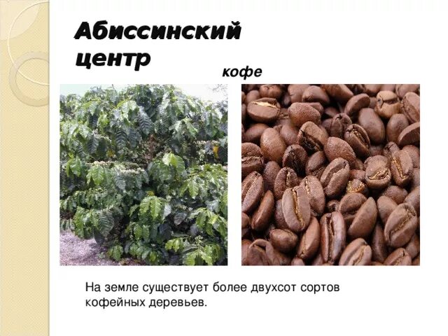 Абиссинские растения. Абиссинский центр происхождения растений. Растения абесинскийцентра происхождения. Эфиопский центр происхождения. Абиссинский центр происхождения растений.