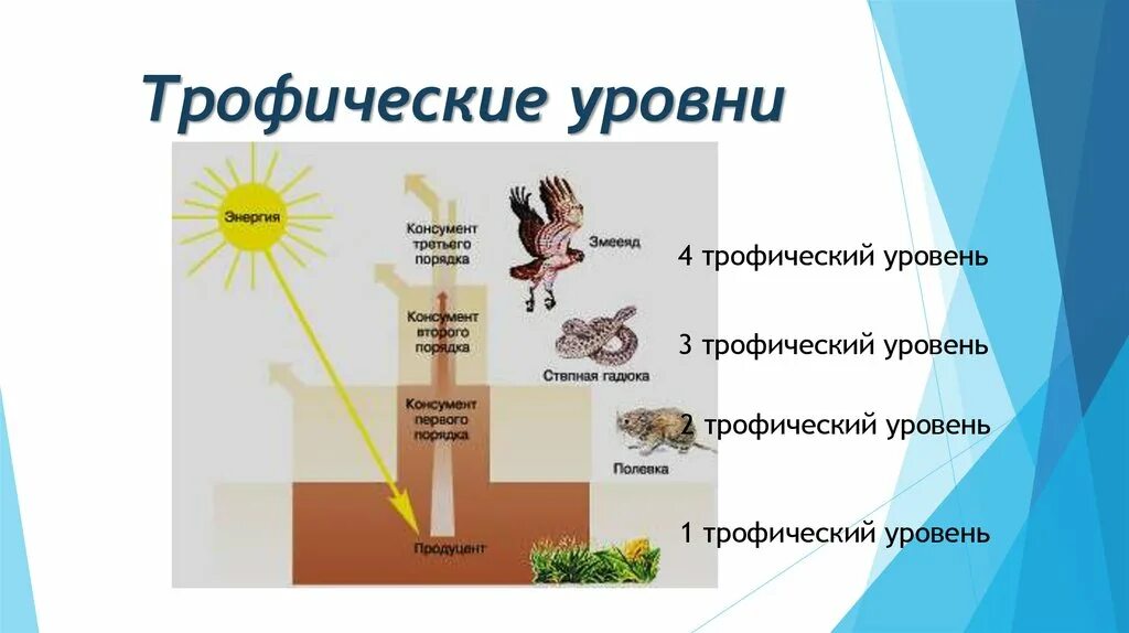 Фитопланктон трофический уровень