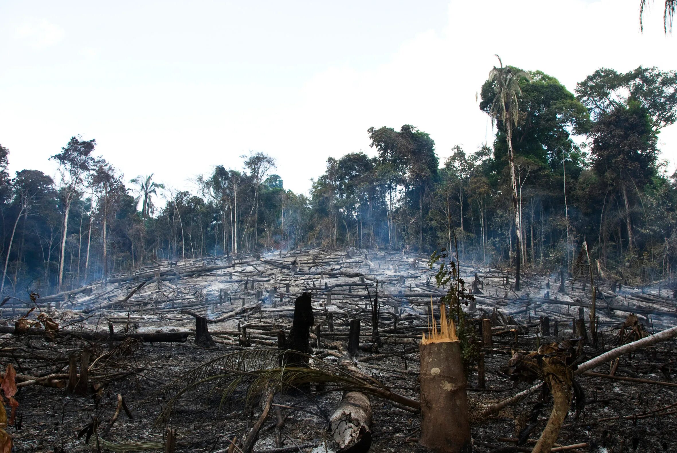 Destroy wildlife. Обезлесение тропических лесов Африки. Обезлесение в Индии. Вырубка тропических лесов Амазонии. Обезлесение Перу.