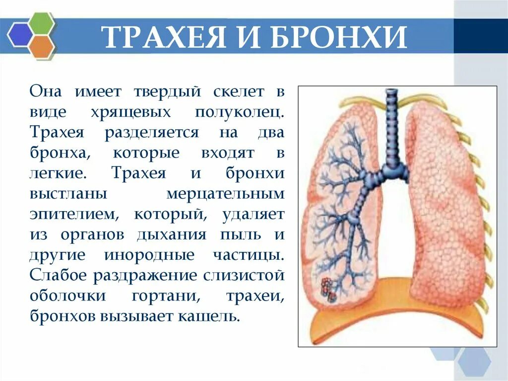 Функции трахеи. Бронхи презентация. Трахея и крупные бронхи выстланы эпителием. Бронхи 8 класс. Бронхи выстланы эпителием.