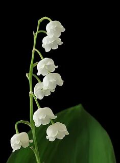 Snow bells