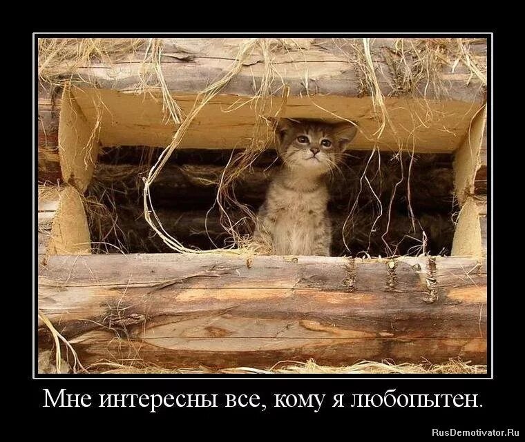 Любопытные люди цитаты. Приколы про любопытных. Если не афишировать свою личную жизнь. Не люблю любопытных. Не люблю любопытных.