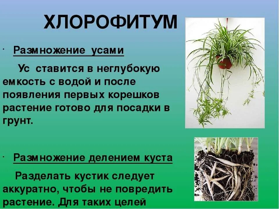 Хлорофитум какой грунт. Хлорофитум размножается усами. вегетативное размножение усами хлорофитум. размножение хлорофитума делением куста. хлорофитум черенкование.