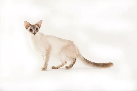 Oriental longhair