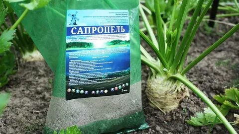 Сапропель