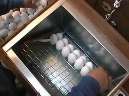 Как правильно включить инкубатор