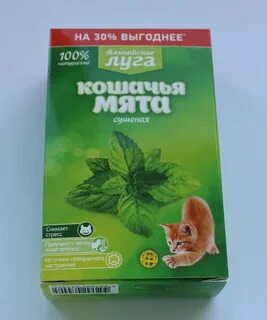 Котятам можно кошачью мяту