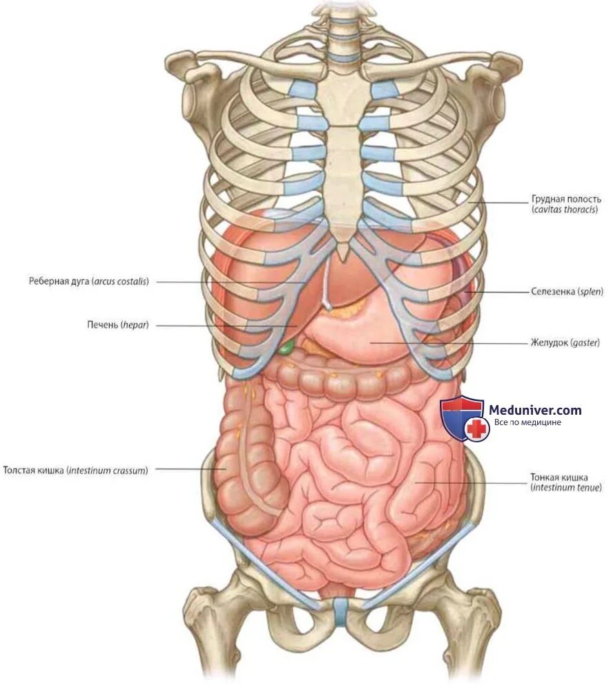Анатомия брюшной полости с ребрами. Анатомия человека внутренние органы брюшной полости. Схема расположения органов человека в брюшной полости. Анатомический атлас органы брюшной полости. Болит внизу правого ребра