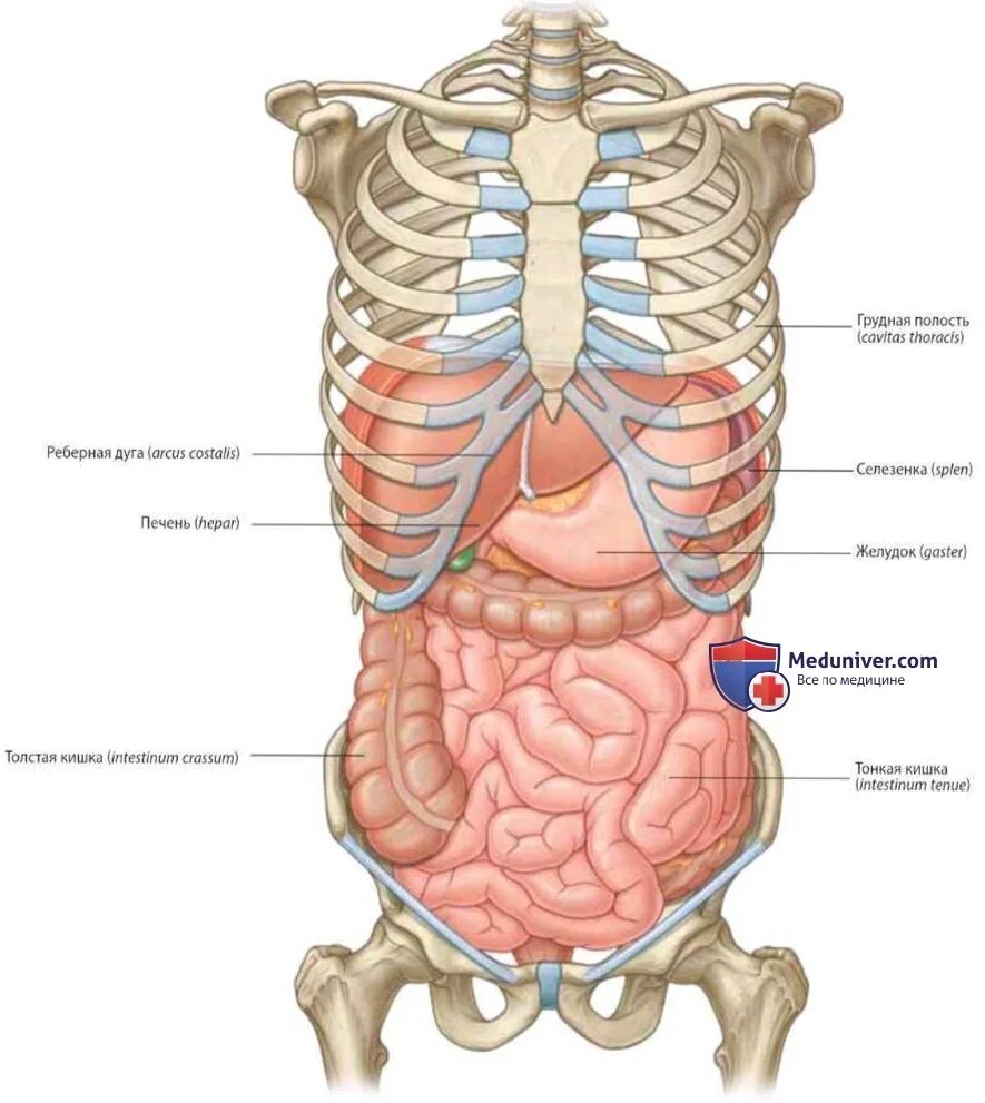 Анатомия брюшной полости с ребрами. Расположение внутренних органов человека в брюшной полости. Схема расположения органов человека в брюшной полости. Анатомический атлас органы брюшной полости.