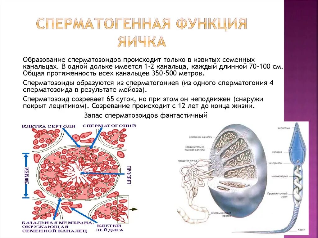 В каких канальцах семенника образуются сперматозоиды?. Где образуются сперматозоиды. Функции яичка. Образование сперматозоидов происходит в. Яички образуют