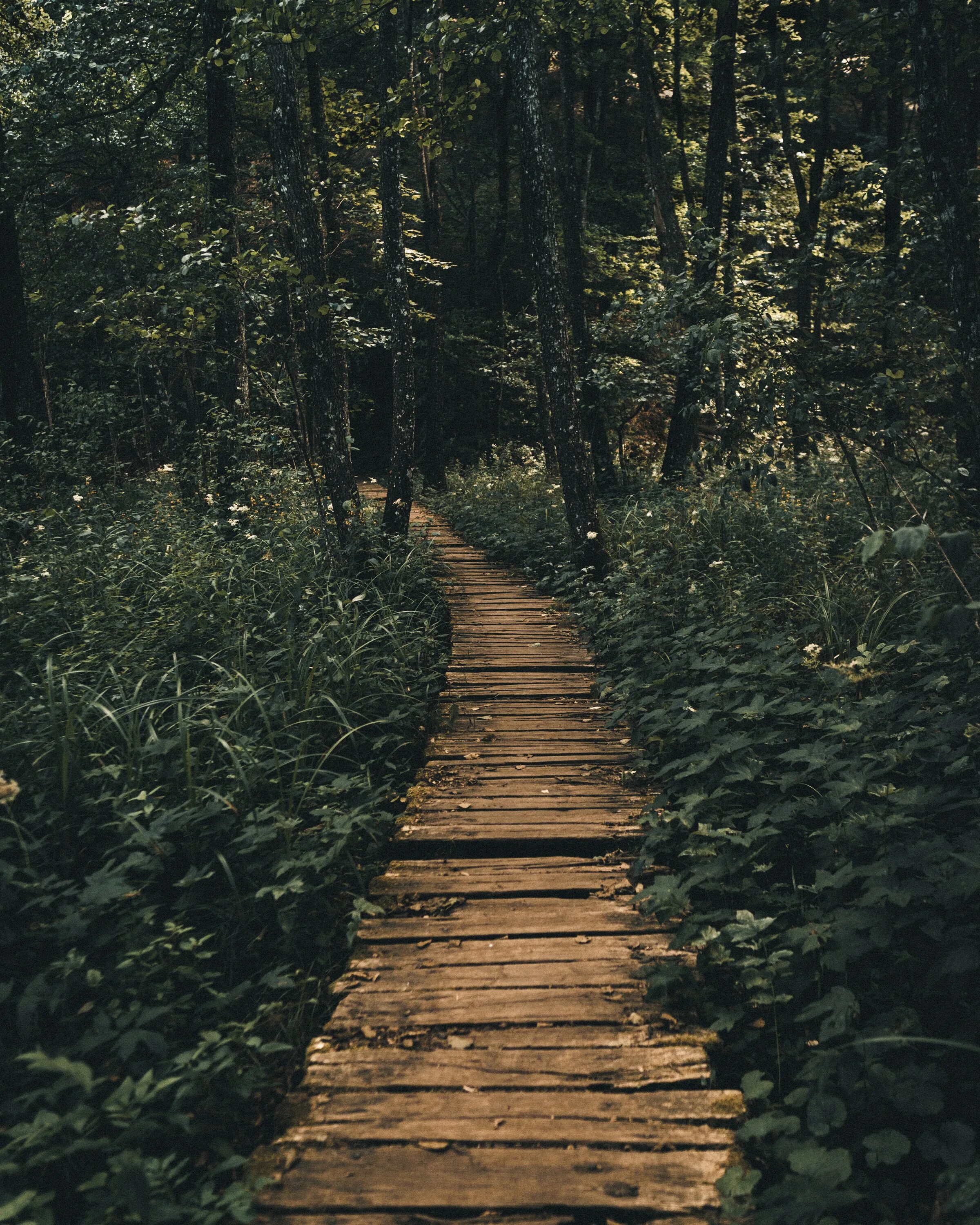 Forest path