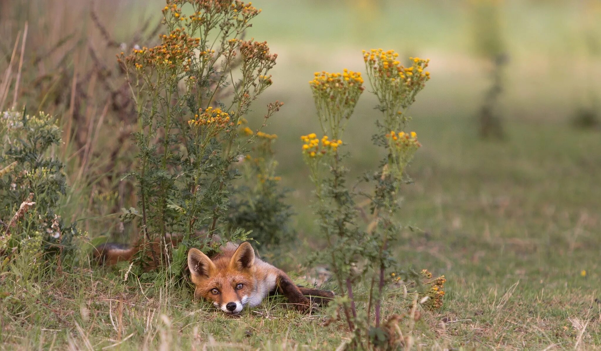 Лиса осень. Лиса летом. «Лиса в лесу». Лиса летом в лесу. Flower foxes