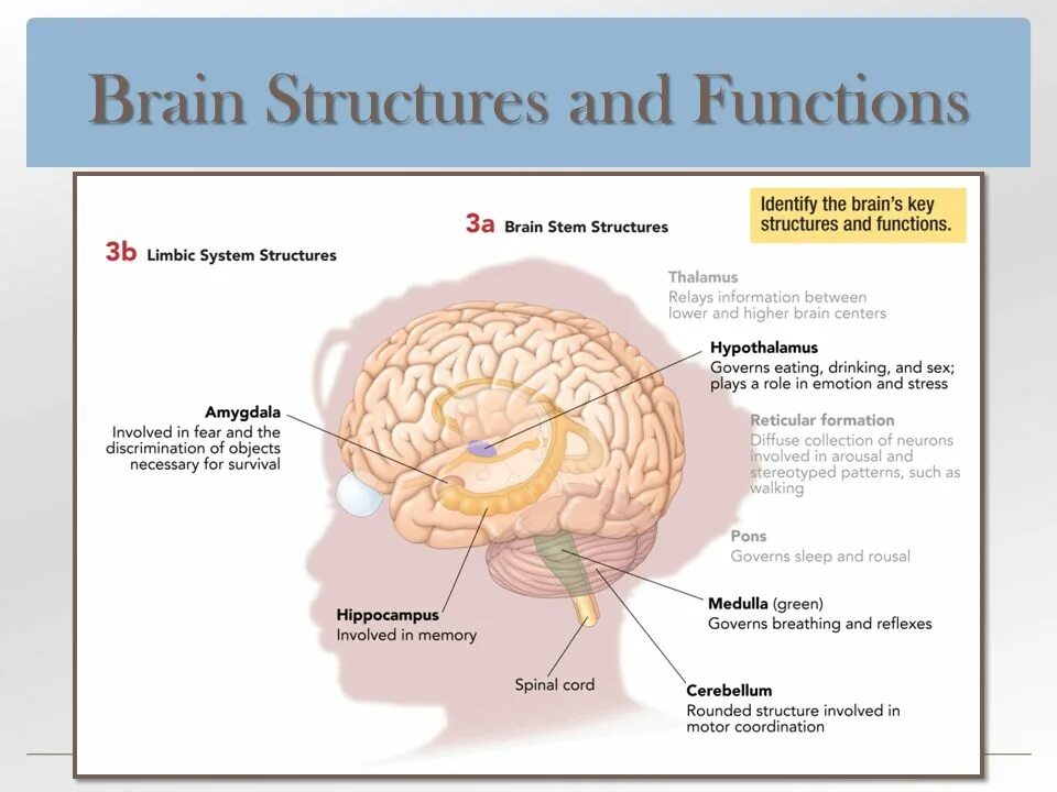 Brain structure and function. Brain functions. Brain structure functions Memory.