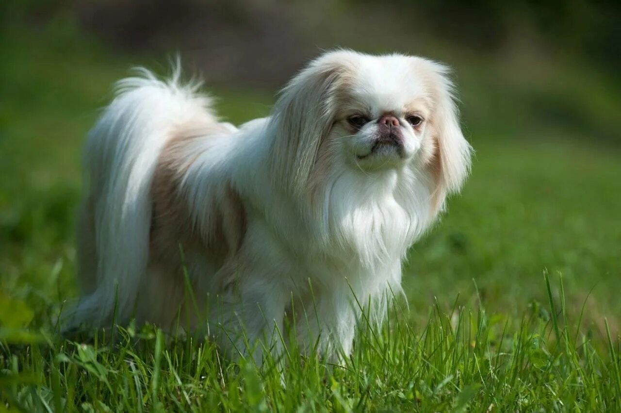 Порода японский Хин. Хин порода собак. Японский Хин белый. Японский Хин рыжий.