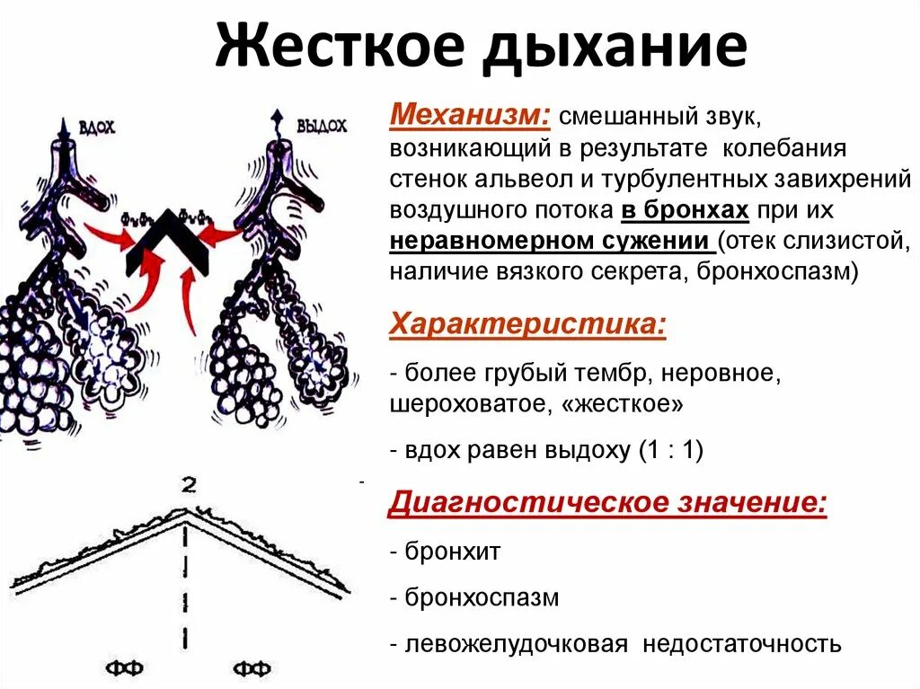 Звук в легких при дыхании. Жесткое дыхание. Жесткое дыхание и хрипы. Причины появления жесткого дыхания. Жесткое везикулярное дыхание.