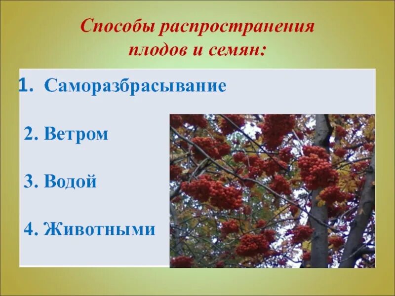 Способы распространения семян. Способы распространения плодов. Способы распространения плодов и семян. Биология распространение плодов и семян.