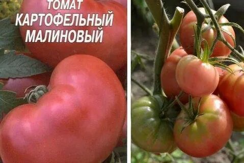 Томат картофельный лист