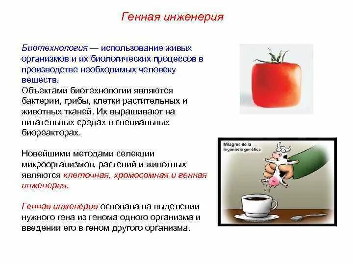 Использование методов биотехнологии в селекции. Методы селекции и биотехнологии. генная инженерия в биотехнологии. селекция микроорганизмов биотехнология. применения биотехнологии в селекции организмов.