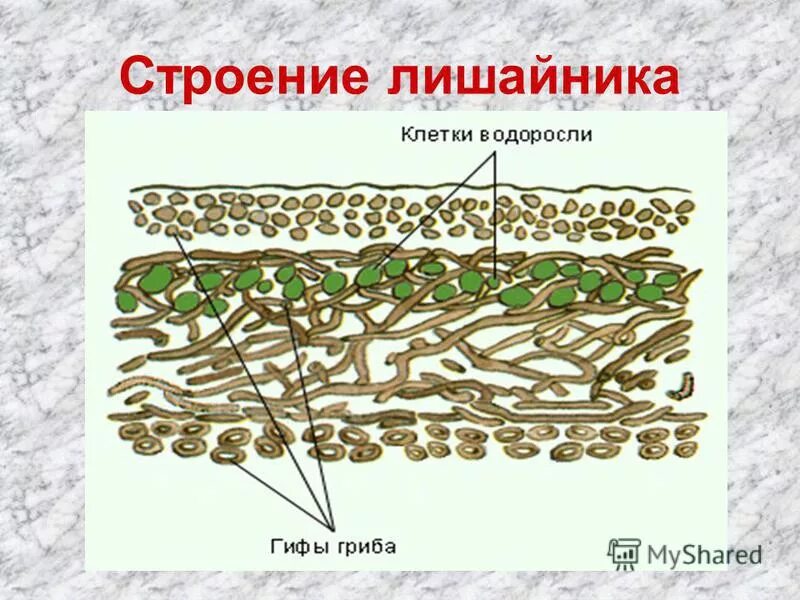 Гифы лишайников. Гифы лишайников