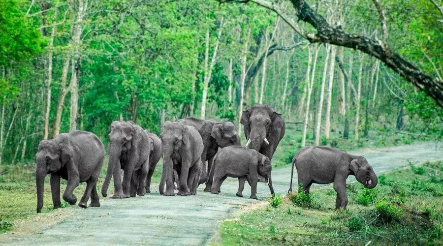 National wildlife. Национальный парк Бандипур. Национальный парк Нагархол, Карнатака, Индия. Бандипур Непал. Животный мир Индии.