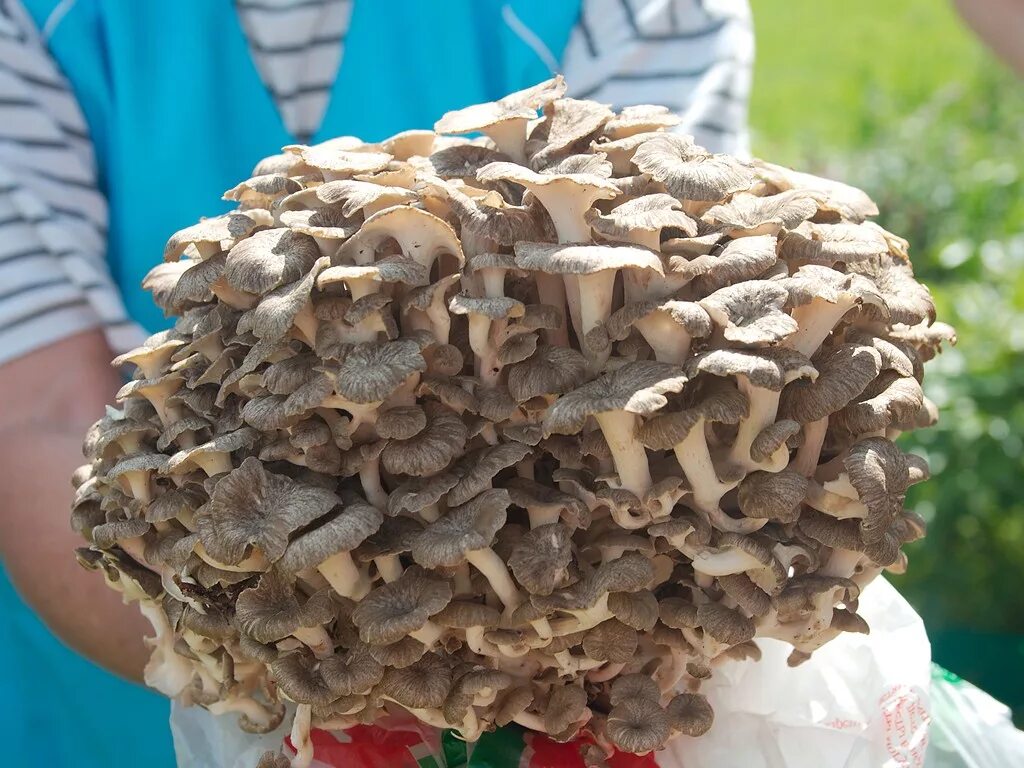 грифола курчавая гриб баран съедобный. гриб баран. гриб баран/квочка. грифола курчавая. как выглядит гриб баран.