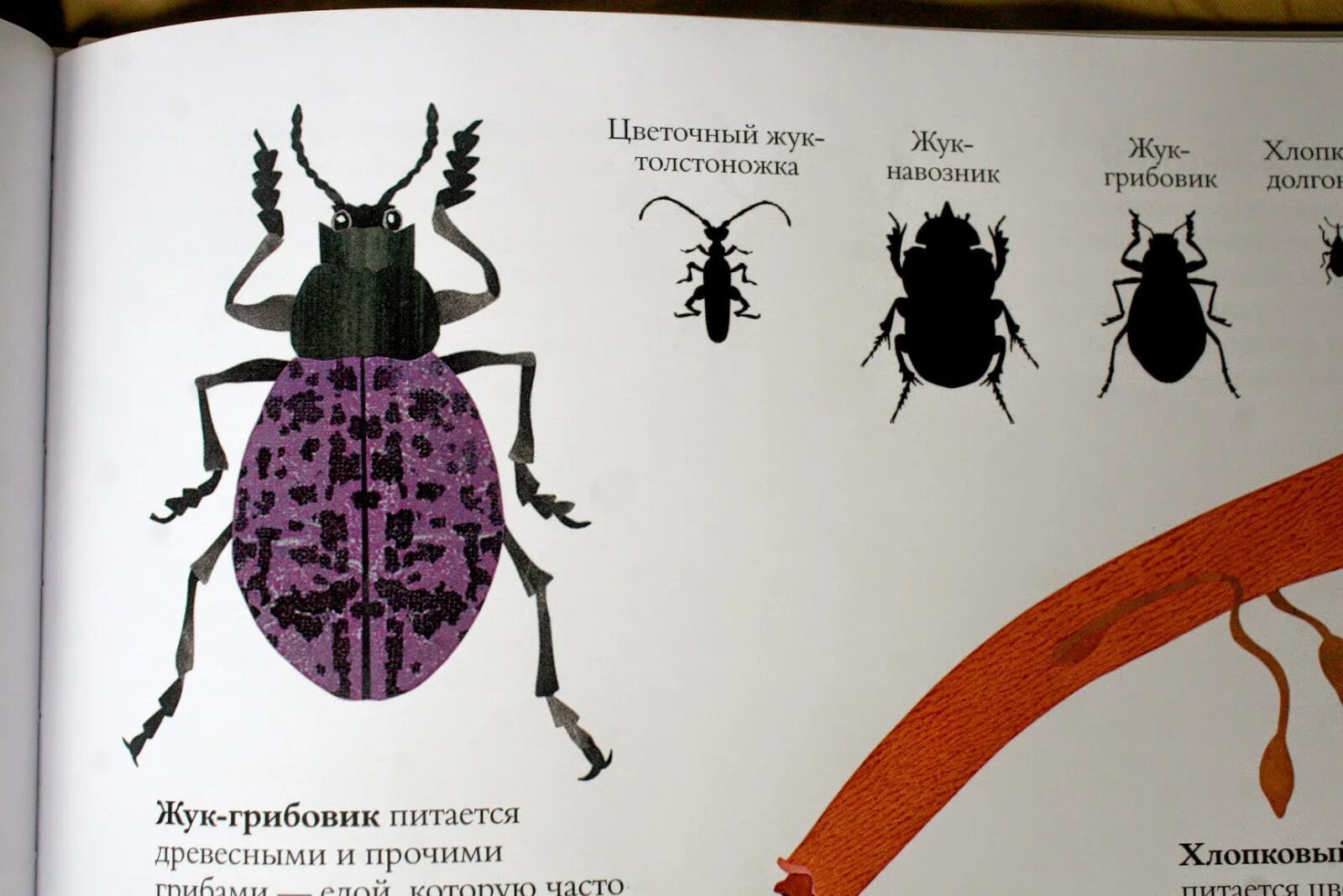 Название 1 жуков. Мир Жуков. Всех Жуков в мире. Жуки в мире при.