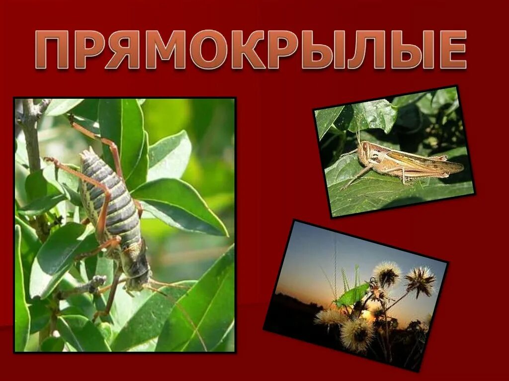 Сообщение на тему прямокрылые. Отряды насекомых биология 7 класс прямокрылые. отряд прямокрылые биология 7 класс. прямокрылые презентация. отряд прямокрылые презентация.