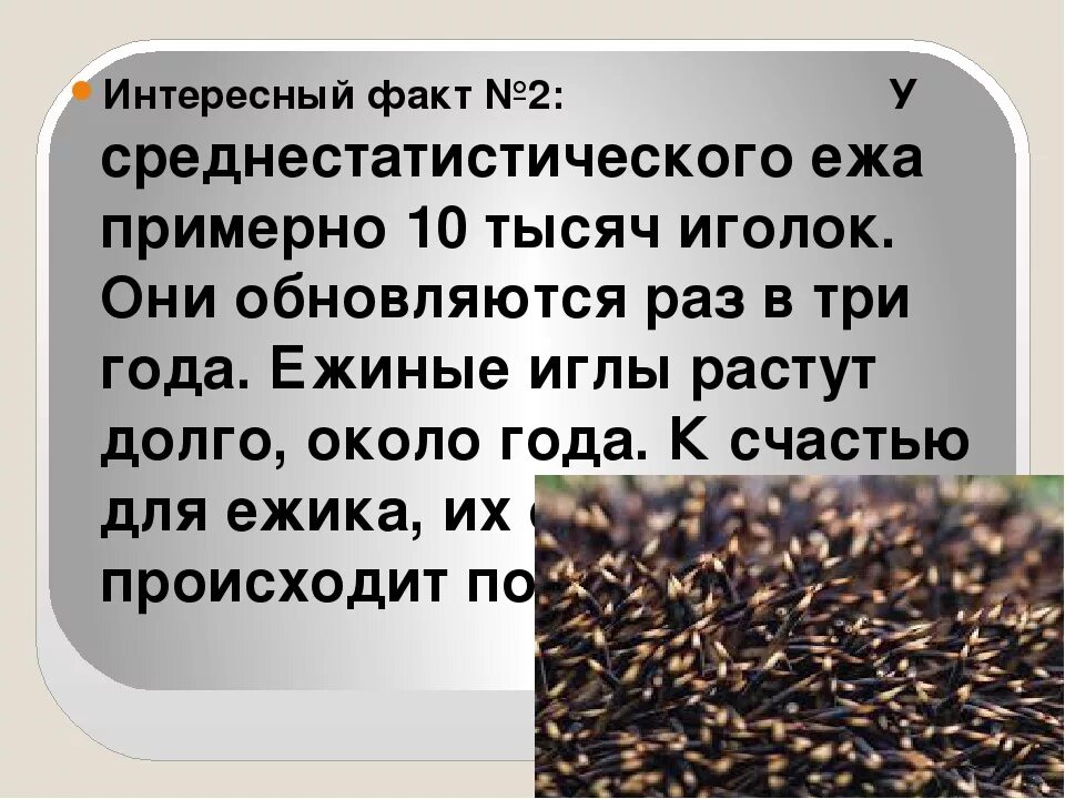 Интересно о ежах. Интересные факты о ежах. интересные факты о еже. интересные факты о ежах 2 класс. факты о ежиках.
