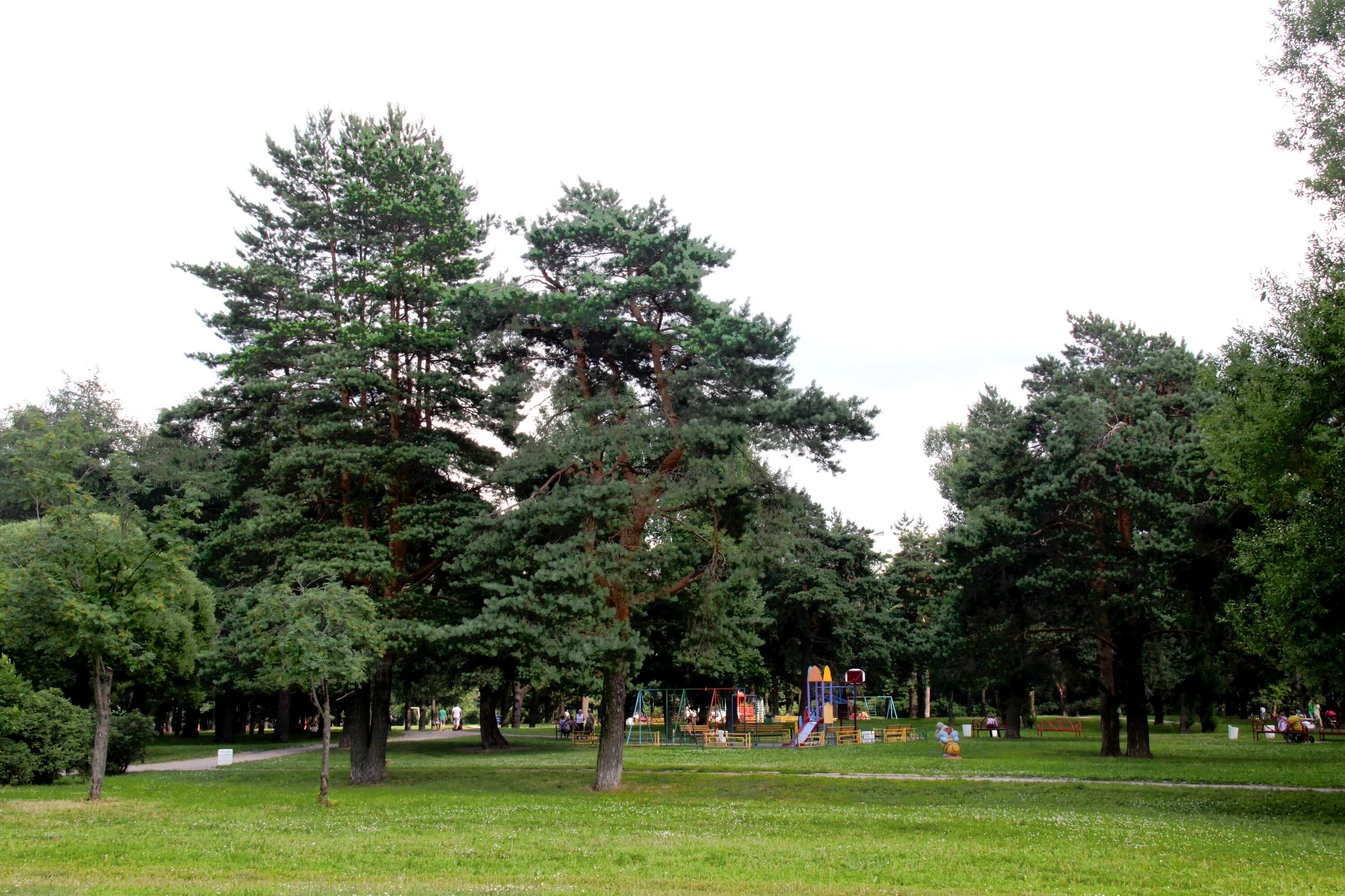 Сосенки царицыно. Царицыно Аршиновский парк Царицыно. Парк Сосенки в Царицыно. Аршиновский парк Москва. Царицыно сосна.