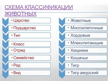 Классификация животных 6 класс