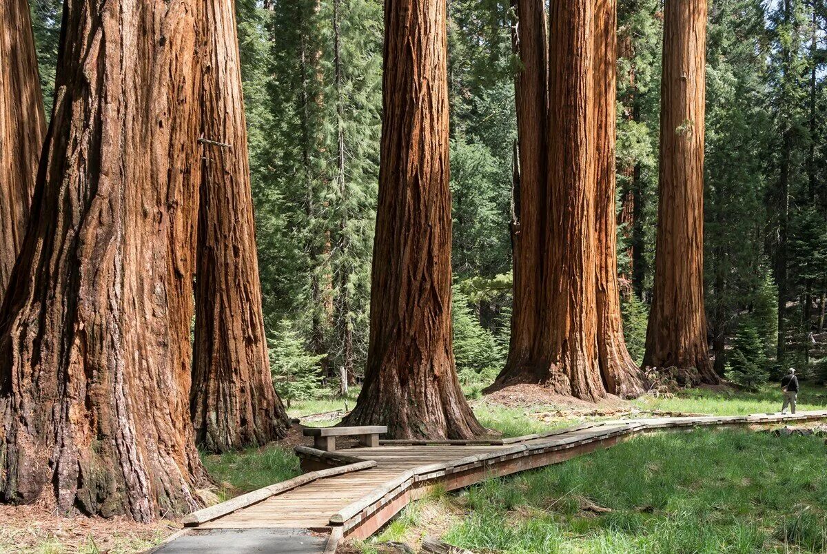 Где больше деревьев. Национальный парк Секвойя США. Парк Секвойя Калифорния. Секвойя дерево. Гигантская Калифорнийская Секвойя.