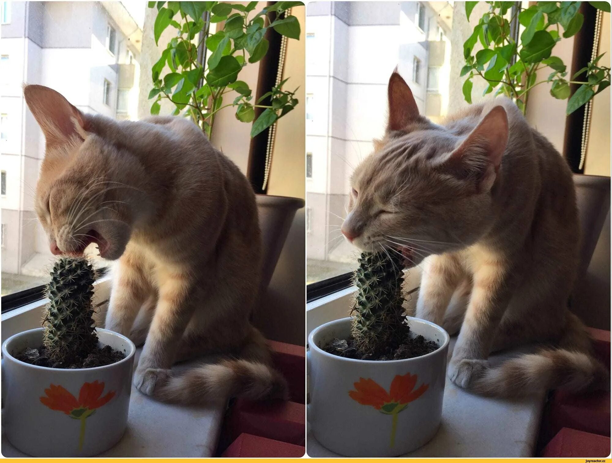 Как отучить кота. Домашние котики и цветочные горшки. зубочистки в горшке от кошки. зубочистки в цветочных горшках. защита цветов от кота.