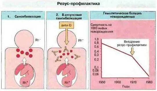 Резус сенсибилизация при беременности. Беременность резус конфликт профилактика. Факторы риска резус-сенсибилизации. Резус-конфликт гистология. Иммуноглобулин отрицательный резус фактор