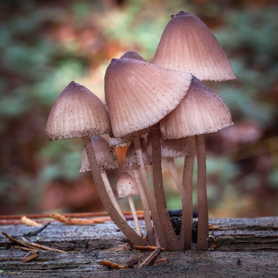 Мицена. Мицена рене. мицена пурпурная (mycena adonis).. мицена ядовитая. несъедобные грибы мицена.