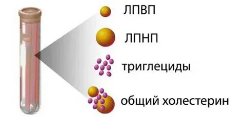 Триглицериды высокой и низкой плотности
