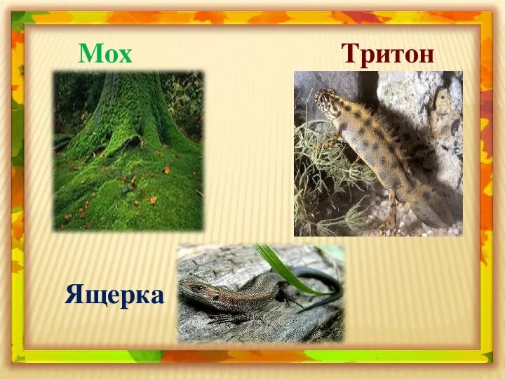 Бианки ноябрь 6 класс 8 вид. Виталий бианки синичкин календарь март апрель май. Бианки октябрь. Синичкин календарь ноябрь. Бианки план.