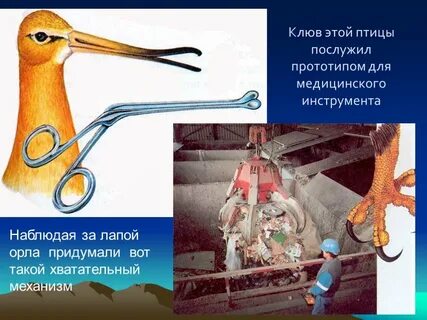 Бионика в медицине проект