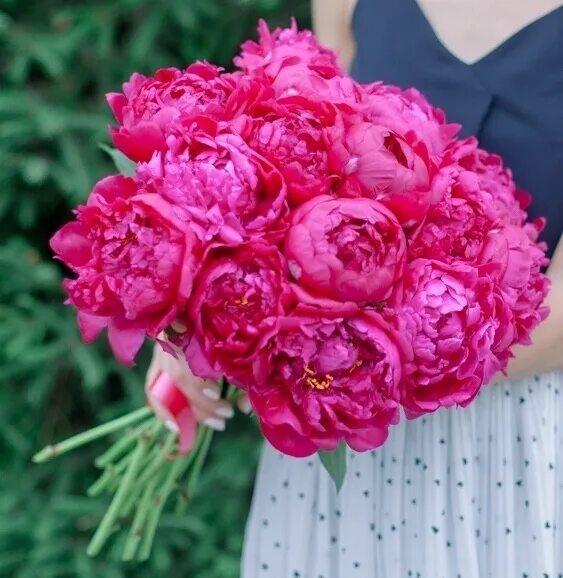 малиновые пионы букет. пион малиновый королевский. пион (ботан. пион баронесса шредер. пион малиновый пломбир.