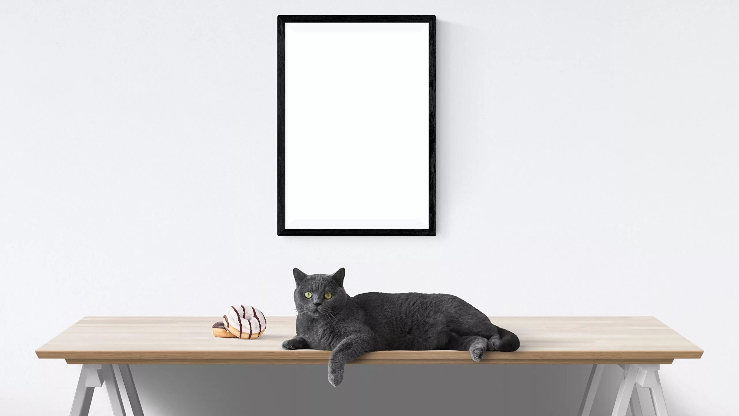 Кот сидит на тумбочке как человек. Котик на фоне стены. стол у стены. кошка на фоне интерьера. кот на стене.