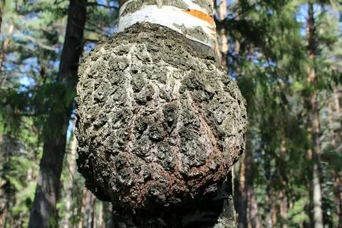 Незерский нарост