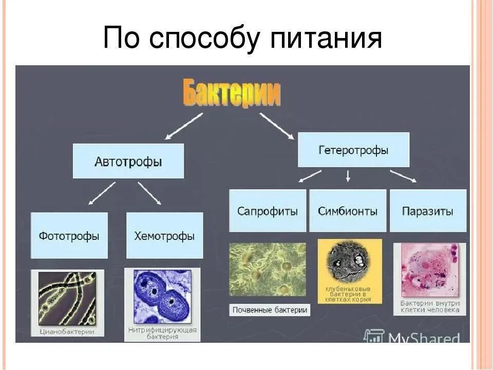 6 примеров бактерий. Питание бактерий фототрофы и хемотрофы. Тип питания автотрофный хемотрофный и. Сапрофиты фототрофы. Бактерии-гетеротрофы-сапрофиты-паразиты-симбионты.