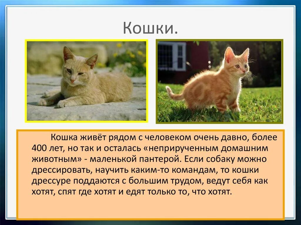 Описание кошки 5 класс русский язык. Доклад про домашних животных. Сообщение о кошке. Сообщение о домашних животных кошка. Доклад про домашних животных 2 класс.