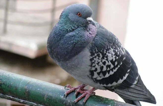 Голуби в добрые руки мордовия. Отдам голубя. Отдам голубей даром. Голуби ленинградская. Голуби даром.